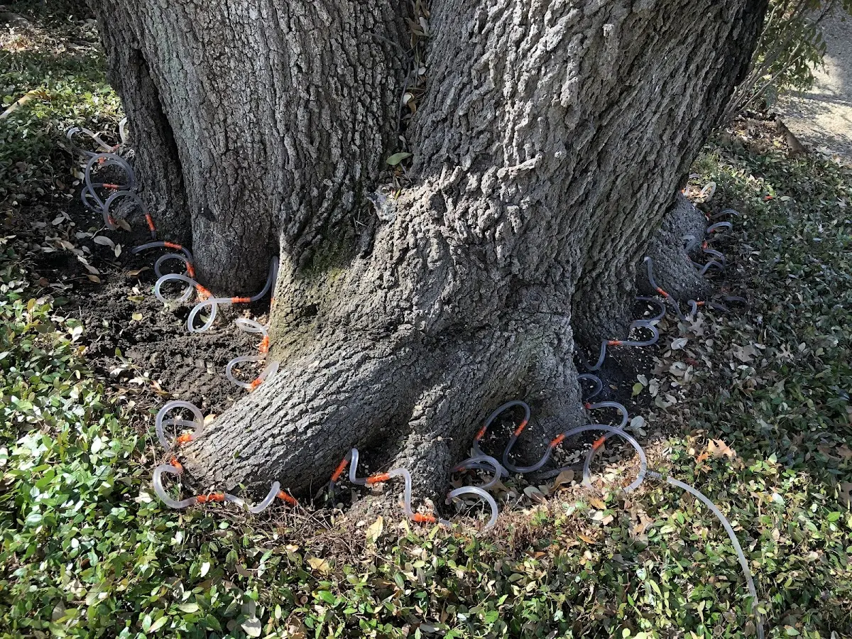 Detailed Tree Cabling and Bracing job site in Southworth