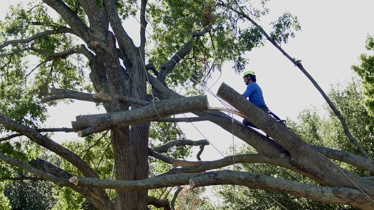 Professional Crown Thinning performed by certified arborists in Southworth