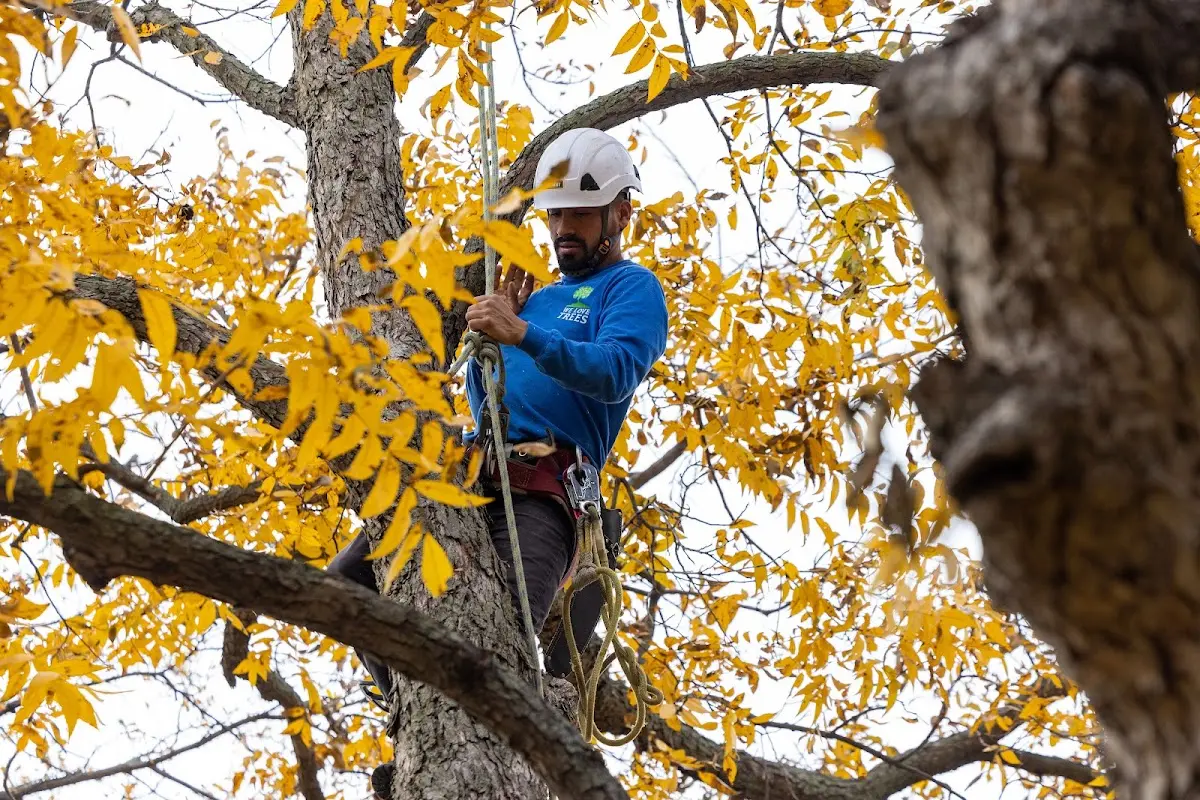 Skilled Tree Pruning crew working in Southworth