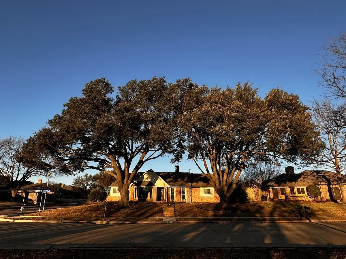 Established residential canopy tree shading a home in Southworth